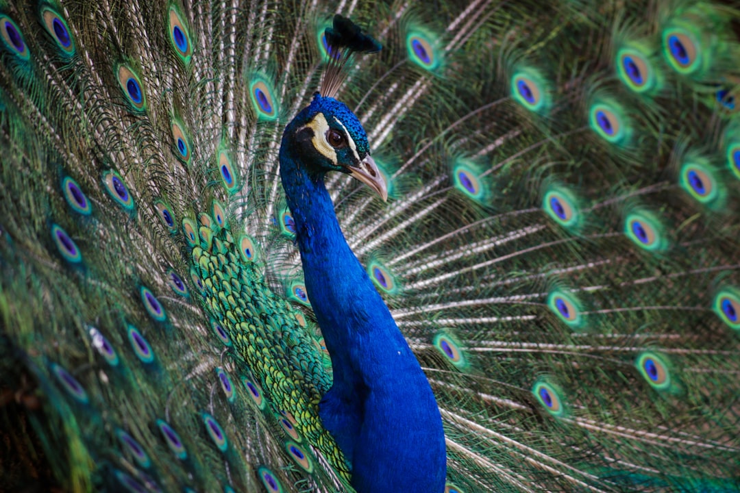 The Mystery of Peacock Eggs